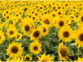 Sunflowers-at-Becketts-Farm-4