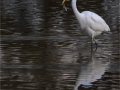 Commended_Great-Egret_Kay-Wroe-LRPS