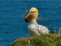 First_Gannet-nesting_Julie-Bridgwater