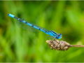 Highly-Commended_Common-Blue-Damselfly_Dennis-Redmond