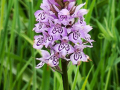 Highly-Commended_Common-Orchild-in-grass-meadow_Steve-Williams