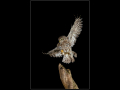 Highly-Commended_little-owl_Richard-Parkes