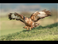 Second_buzzard_trevor-hunter-dpagb-efiap-bpe5