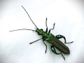 First_Swollen-Thighed-Beetle-on-a-White-Trumpet-Flower-Oedemera-Noblis_Steve-Williams