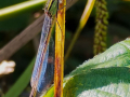 Second_Damsel-Fly-Lestes-Barbarus_Steve-Williams