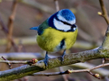 Third_Blue-Tit_dugald-Holloway