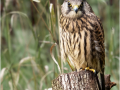 Commended_Young-Peregrine-Falcon_Robin-Elms