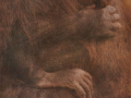 First_Infant-Orangutan-and-Mother_Al-Haden-ARPS