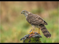 Second_goshawk_trevor-hunter-dpagb-efiap-bpe5