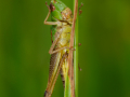 Third_Meadow-Grasshopper_Richard-Chapman