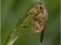 Second_Yellow-Dung-Fly_Sheila-Billingham