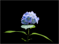 Third_Blue-Hydrangea_Tony-Slade