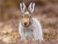 Commended_Mountain-Hare-tongue-out_Julie-Hall-CPAGB-BPE3-QPSA