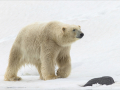 First_Polar-Bear-on-the-Edge_jennifer-margaret.-webster-GMPSA-ARPS-DPAGB-SPSA-EFIAP-p-bpe-5