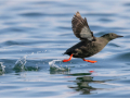 Highly-Commended_Black-Guillemot-taking-flight_Julie-Hall-CPAGB-BPE3-QPSA