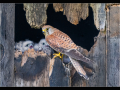 Highly-Commended_female-kestrel-with-chicks_trevor-hunter-dpagb-efiap-bpe5