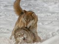 Second_Playfighting-Wolves-in-Snow_jennifer-margaret.-webster-GMPSA-ARPS-DPAGB-SPSA-EFIAP-p-bpe-5