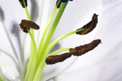 Stamen-on-Lily-by-Roger-Lewis