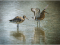 Black-Tailed-Godwit_Dennis-Redmond