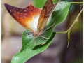 Charaxes-Butterfly_Dennis-Redmond