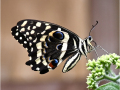 Citrus-Swallowtail_Dennis-Redmond