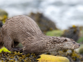 Eurasian-Otter-about-to-leap_Kay-Wroe-LRPS