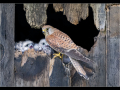 Female-kestrel-with-chicks_Dennis-Redmond