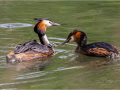 Grebe-feeding-chick_Kay-Wroe-LRPS