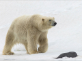 Large-Male-Polar-Bear-walks-the-flow-edge_Kay-Wroe-LRPS