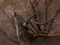 Male-Samba-deer-reaching-up-for-tree-treats_Kay-Wroe-LRPS