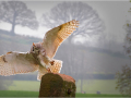 Owl-Descending_Kay-Wroe-LRPS