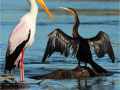 Yellow-billed-stork-and-African-Darter_Kay-Wroe-LRPS